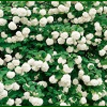 Viburnum opulus Roseum - Snežna lopta