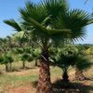 Washingtonia filifera - Palma Wašington