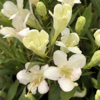 Weigela Picobella Bianco - Vejgela Picobella Bianco