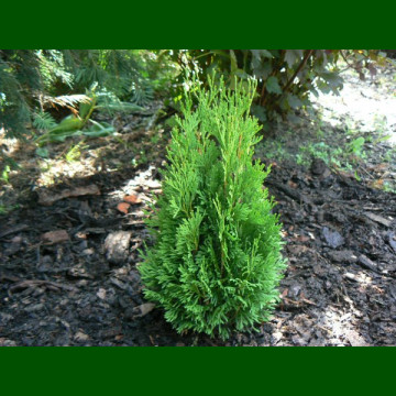 Thuja occidentalis Micky - Patuljasta tuja Miki