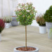 Viburnum tinus - Zimska bangita