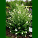 Buddleja davidii White Profusion - Letnji jorgovan White Profusion