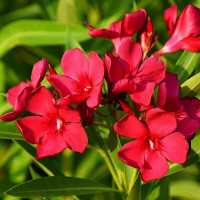 Oleander na štapu