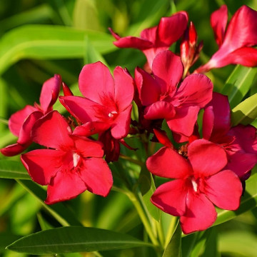 Oleander na štapu