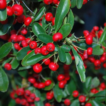 Pyracantha coccinea - Vatreni grm