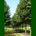 Tilia Tomentosa - Srebrna lipa