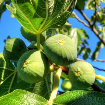Ficus carica Zöld Óriás - Smokva zeleni Džin