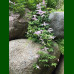 Clematis alpina Willy - Klematis Willy
