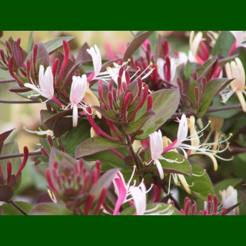 Lonicera  japonica Purpurea - Orlovi nokti Purpurea