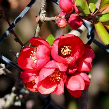 Chaenomeles superba Red Trail - Japanska dunja Red Trail