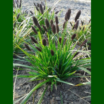 Sesleria heufleriana - Sesleria