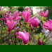 Magnolia Susan - Magnolija Susan