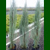 Juniperus scopulorum Blue Arow - Stubasta kleka Blue Arow