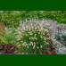 Pennisetum Little Bunny - Ukrasna trava Little Bunny