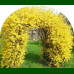 Forsythia x intermedia - Forzicija