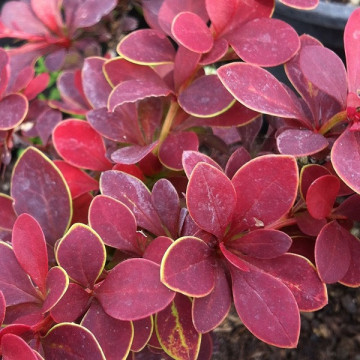 Berberis thunbergii Golden Ring - Berberis Golden Ring