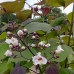 Catalpa Erubescens Purpurea - Crvenolisna katalpa