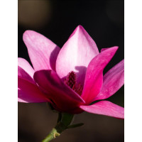 Magnolia Pink Pyramid - Magnolija Pink Pyramid