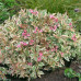 Weigela All Summer Monet - Vejgela All Summer Monet