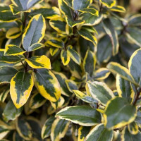 Elaeagnus ebbingei Gilt Edge - Elaeagnus Gilt Edge
