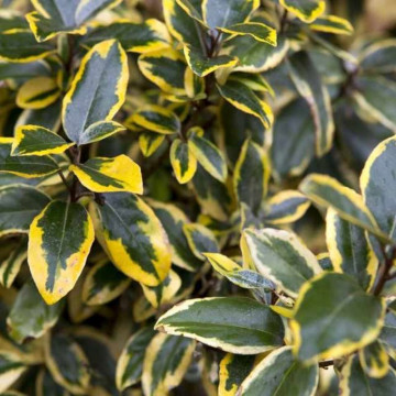 Elaeagnus ebbingei Gilt Edge - Elaeagnus Gilt Edge
