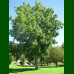 Fraxinus excelsior – Beli jasen