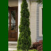 Thuja occidentalis Brobecks Tower - Tuja stubasta Brobecks Tower