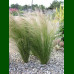 Stipa tenuissima - Zlatni klas