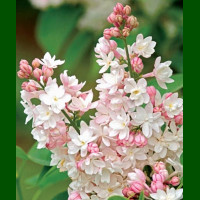 Syringa vulgaris Beauty of Moscow - Baštenski jorgovan Beauty of Moscow