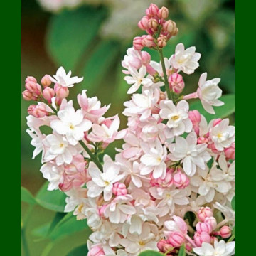 Syringa vulgaris Beauty of Moscow - Baštenski jorgovan Beauty of Moscow