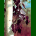 Betula pendula Purpurea - Crvenolisna breza