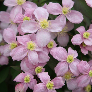 Clematis montana Rubens - Klematis montana Rubens