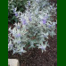 Caryopteris x clandonensis Sterling Silver - Kariopteris Sterling Silver