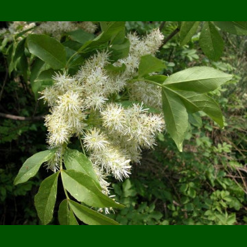 Fraxinus ornus Mecsek - Crni jasen Mecsek