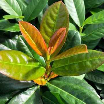 Prunus lauroserasus Antonius - Lovor višnja Antonius