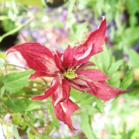 Clematis viticella Rosalyn - Klematis Rosalyn