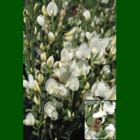 Cytisus praecox Albus - Citisus Albus