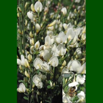 Cytisus praecox Albus - Citisus Albus