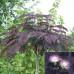 Albizia julibrissin Summer Chocolate - Čokoladna albicija