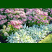 Sedum Herbstfreude - Debela koka