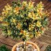Osmanthus heterophyllus Goshiki - Osmantus