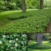 Pachysandra terminalis - Pahisandra