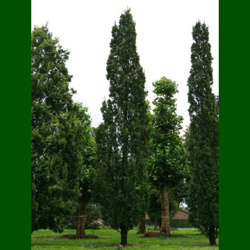 Quercus robur Fastigiata - Stubasti hrast