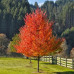 Acer rubrum October Glory - Crveni javor October Glory