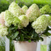 Hydrangea paniculata Little Fresco - Drvenasta hortenzija Little Fresco