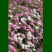 Spirea japonica Genpei - Japanska spirea Genpei