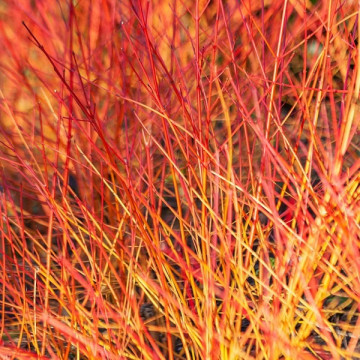 Cornus sanguinea Annys Winter Orange - Dren Annys Winter Orange