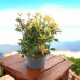 Osmanthus heterophyllus Goshiki - Osmantus