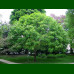 Fraxinus ornus Mecsek - Crni jasen Mecsek