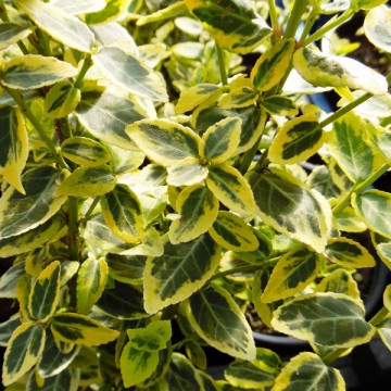 Euonymus Emerald Gold - Zlatni evunimus